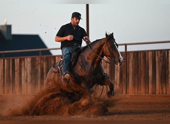 American Quarter Horse, Castrone, 8 Anni, Sauro ciliegia