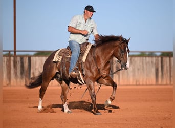 American Quarter Horse, Castrone, 8 Anni, Sauro ciliegia