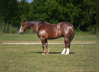 American Quarter Horse, Castrone, 8 Anni, Sauro ciliegia