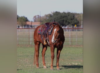 American Quarter Horse, Castrone, 8 Anni, Sauro ciliegia