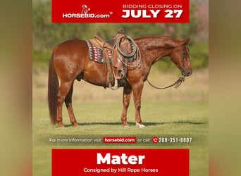 American Quarter Horse, Castrone, 8 Anni, Sauro ciliegia