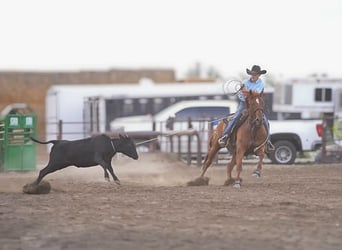American Quarter Horse, Castrone, 8 Anni, Sauro ciliegia