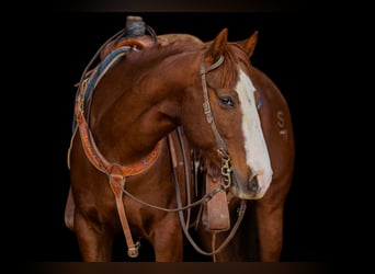 American Quarter Horse, Castrone, 8 Anni, Sauro ciliegia