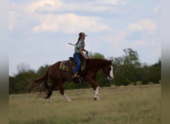 American Quarter Horse, Castrone, 8 Anni, Sauro ciliegia