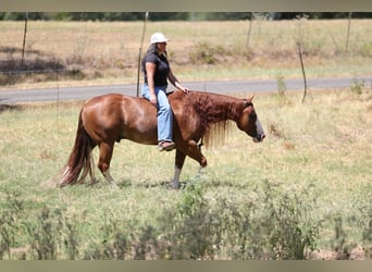 American Quarter Horse, Castrone, 8 Anni, Sauro ciliegia