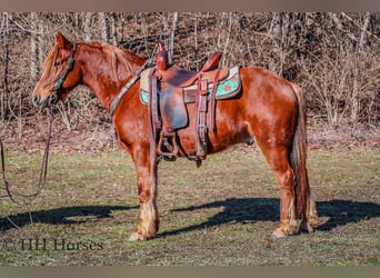 American Quarter Horse, Castrone, 8 Anni, Sauro scuro