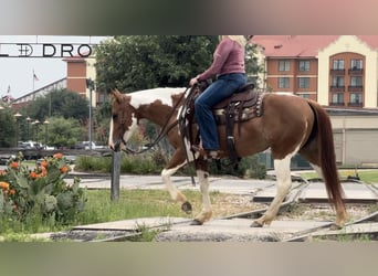 American Quarter Horse, Castrone, 8 Anni, Tobiano-tutti i colori