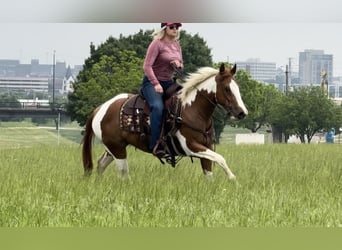 American Quarter Horse, Castrone, 8 Anni, Tobiano-tutti i colori