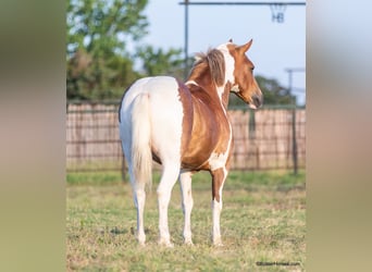 American Quarter Horse, Castrone, 9 Anni, 127 cm, Tobiano-tutti i colori