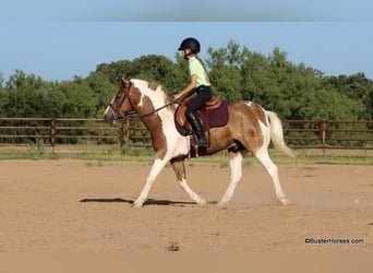 American Quarter Horse, Castrone, 9 Anni, 127 cm, Tobiano-tutti i colori