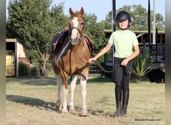 American Quarter Horse, Castrone, 9 Anni, 127 cm, Tobiano-tutti i colori