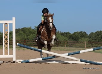 American Quarter Horse, Castrone, 9 Anni, 127 cm, Tobiano-tutti i colori