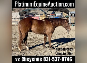 American Quarter Horse, Castrone, 9 Anni, 137 cm, Baio