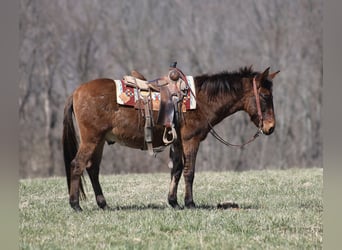American Quarter Horse, Castrone, 9 Anni, 137 cm, Falbo