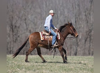American Quarter Horse, Castrone, 9 Anni, 137 cm, Falbo