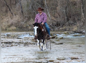 American Quarter Horse, Castrone, 9 Anni, 137 cm, Morello