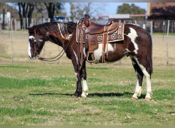 American Quarter Horse, Castrone, 9 Anni, 137 cm, Morello