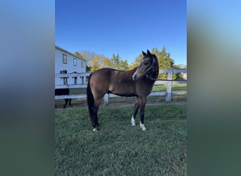 American Quarter Horse Mix, Castrone, 9 Anni, 137 cm, Pelle di daino