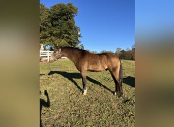 American Quarter Horse Mix, Castrone, 9 Anni, 137 cm, Pelle di daino