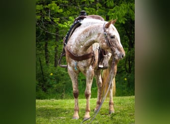 American Quarter Horse, Castrone, 9 Anni, 137 cm, Roano rosso