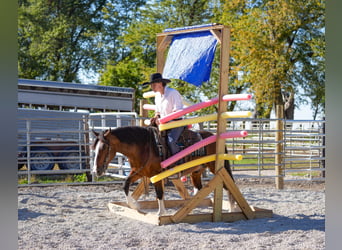 American Quarter Horse, Castrone, 9 Anni, 137 cm, Tobiano-tutti i colori