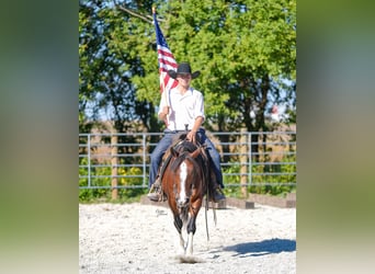 American Quarter Horse, Castrone, 9 Anni, 137 cm, Tobiano-tutti i colori