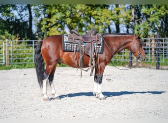 American Quarter Horse, Castrone, 9 Anni, 137 cm, Tobiano-tutti i colori