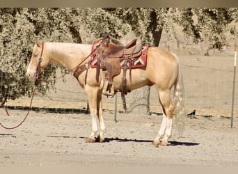 American Quarter Horse, Castrone, 9 Anni, 142 cm, Palomino