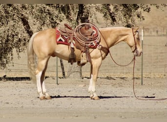 American Quarter Horse, Castrone, 9 Anni, 142 cm, Palomino