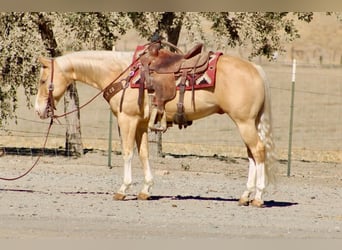 American Quarter Horse, Castrone, 9 Anni, 142 cm, Palomino