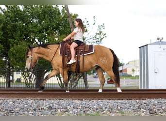 American Quarter Horse Mix, Castrone, 9 Anni, 142 cm, Pelle di daino