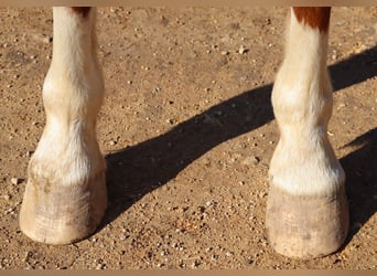 American Quarter Horse, Castrone, 9 Anni, 142 cm, Sauro ciliegia