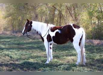 American Quarter Horse, Castrone, 9 Anni, 142 cm, Tobiano-tutti i colori