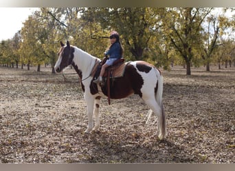 American Quarter Horse, Castrone, 9 Anni, 142 cm, Tobiano-tutti i colori