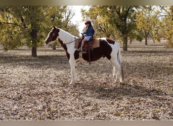 American Quarter Horse, Castrone, 9 Anni, 142 cm, Tobiano-tutti i colori