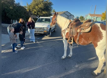 American Quarter Horse, Castrone, 9 Anni, 142 cm, Tobiano-tutti i colori