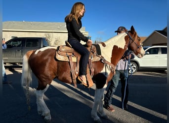 American Quarter Horse, Castrone, 9 Anni, 142 cm, Tobiano-tutti i colori