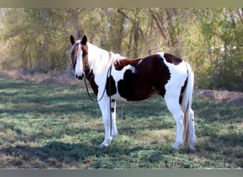 American Quarter Horse, Castrone, 9 Anni, 142 cm, Tobiano-tutti i colori