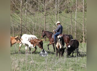 American Quarter Horse, Castrone, 9 Anni, 143 cm, Baio roano