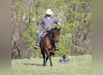 American Quarter Horse, Castrone, 9 Anni, 143 cm, Baio roano