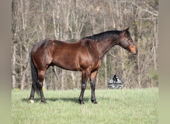American Quarter Horse, Castrone, 9 Anni, 143 cm, Baio roano