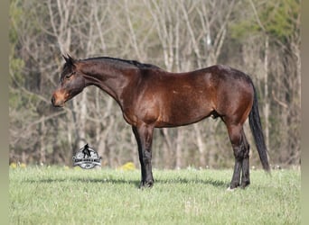 American Quarter Horse, Castrone, 9 Anni, 143 cm, Baio roano
