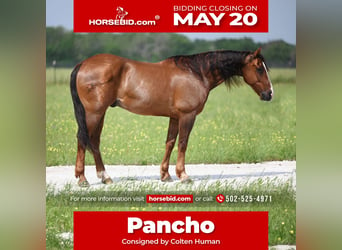 American Quarter Horse, Castrone, 9 Anni, 145 cm, Baio ciliegia