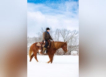 American Quarter Horse, Castrone, 9 Anni, 145 cm, Overo-tutti i colori