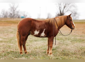 American Quarter Horse, Castrone, 9 Anni, 145 cm, Overo-tutti i colori