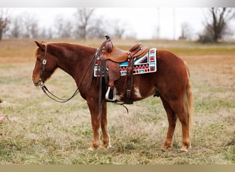 American Quarter Horse, Castrone, 9 Anni, 145 cm, Overo-tutti i colori