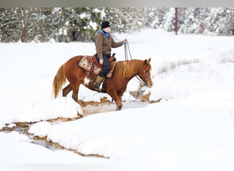 American Quarter Horse, Castrone, 9 Anni, 145 cm, Overo-tutti i colori