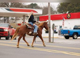 American Quarter Horse, Castrone, 9 Anni, 145 cm, Overo-tutti i colori