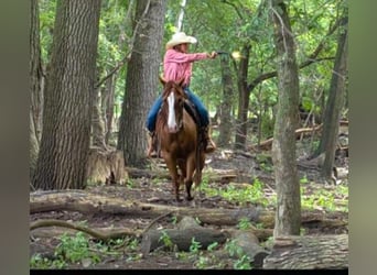 American Quarter Horse, Castrone, 9 Anni, 145 cm, Sauro scuro