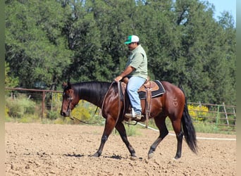 American Quarter Horse, Castrone, 9 Anni, 147 cm, Baio ciliegia